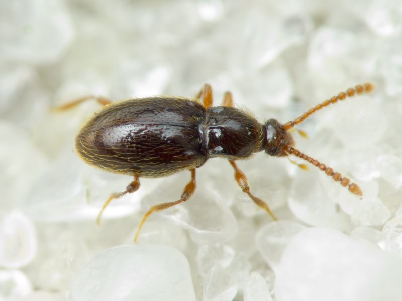 Scydmaenidae Leach, 1815